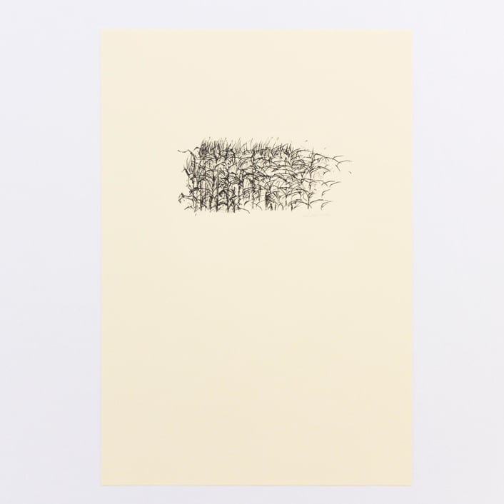 "Cornstalk 2" - Limited Edition Fine Art Print in black by Dana Williamowsky