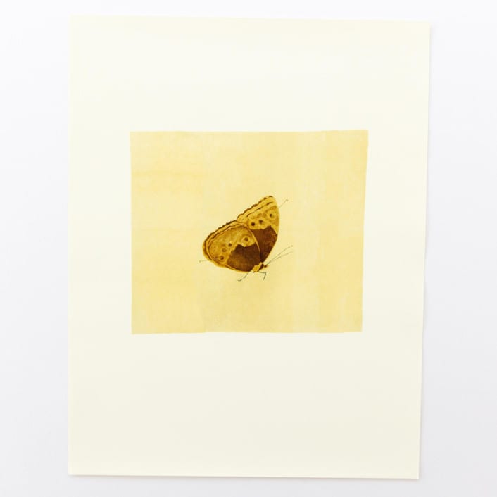 "Butterfly" - Limited Edition Fine Art Print in multicolorassorted-colors by Dana Williamowsky