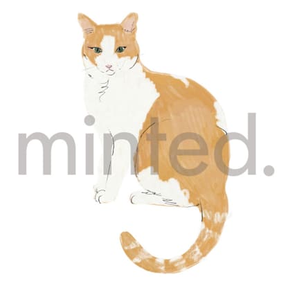Orange & White Shorthair Cat