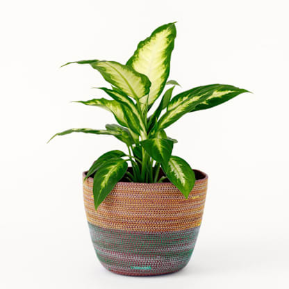 Teal and Marigold Rope Basket