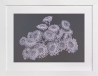 Une Vie de Chrysanthèmes I