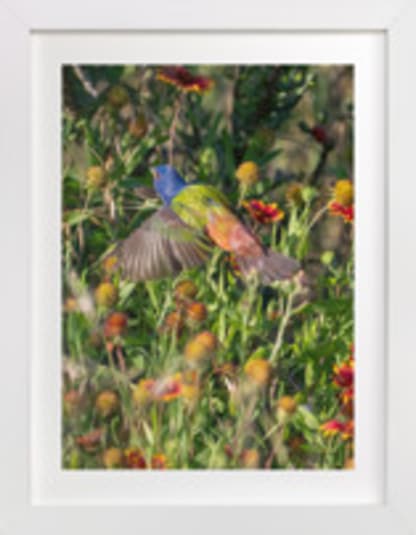 Painted Bunting : The Light In This Moment