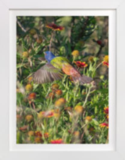 Painted Bunting : The Light In This Moment