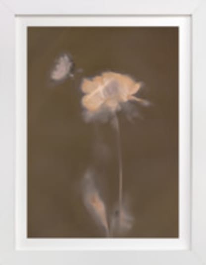 Single Dahlia Flower