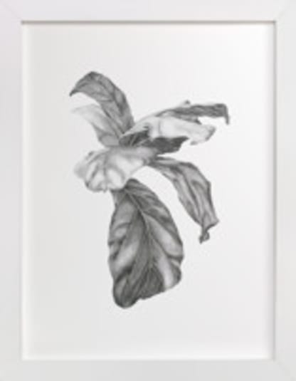 Fiddle Leaf Fig Leaves