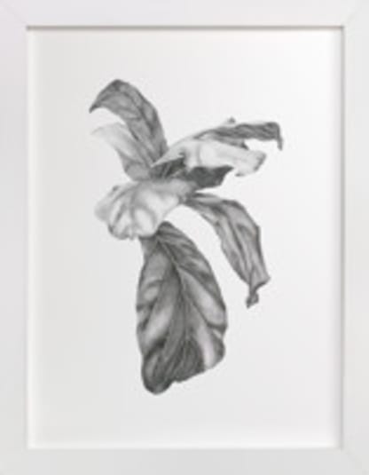 Fiddle Leaf Fig Leaves