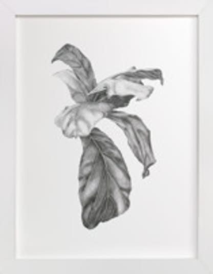 Fiddle Leaf Fig Leaves