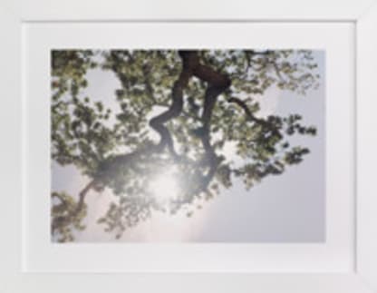 Elegant Oak Tree