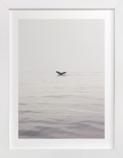 A Humpback Tale