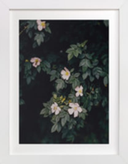 Moody white roses