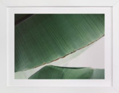leaf & light 1