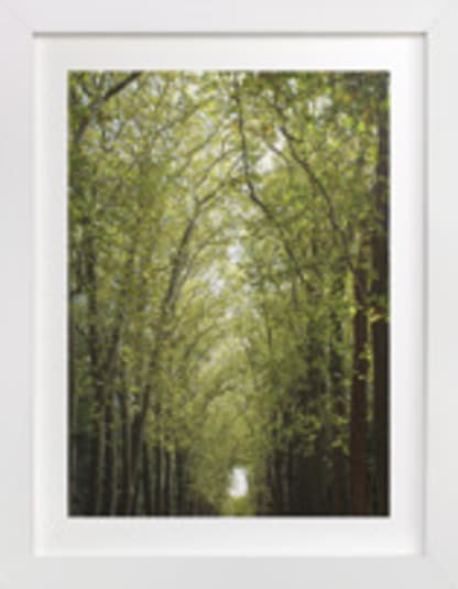 Canopy of Trees