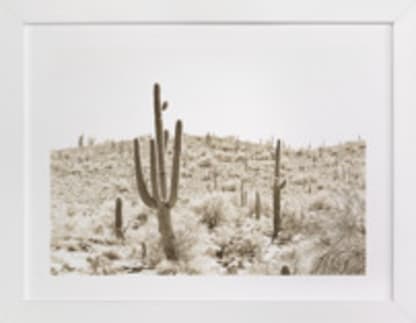 Dusty Cacti