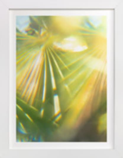 Palm Fronds