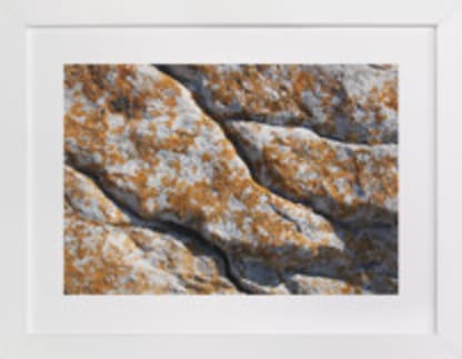 Mediterranean Lichen
