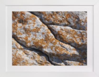 Mediterranean Lichen