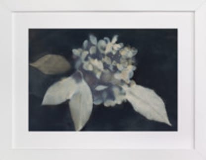 Hortensia