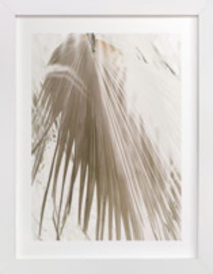 Vanilla Palm