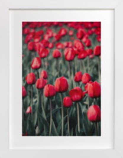 Red Tulips