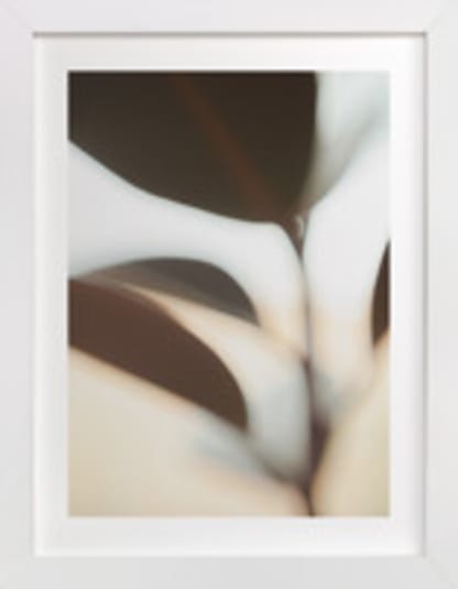 ficus I