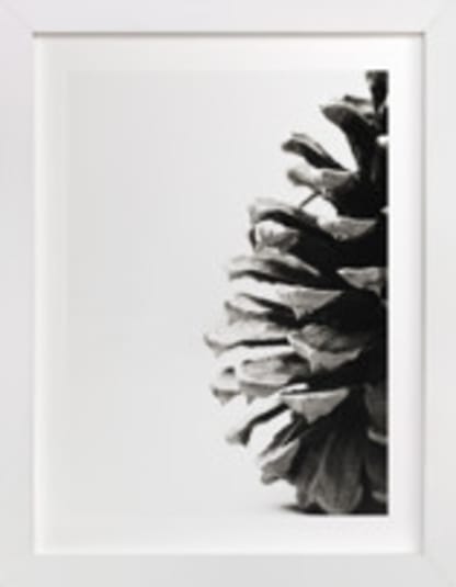 Pine Cone