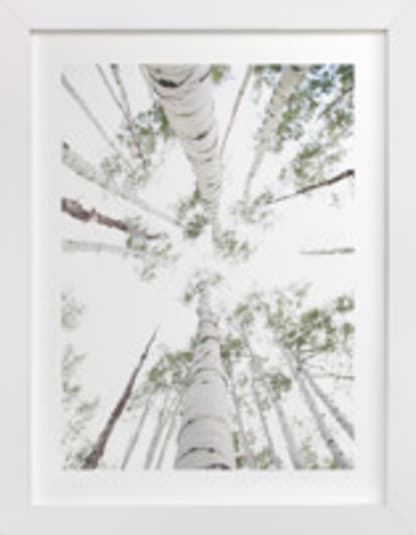 Aspens at Altitude