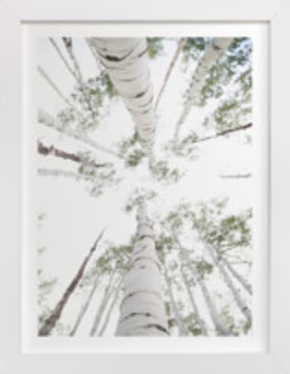 Aspens at Altitude