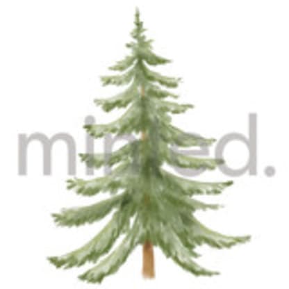 Evergreen Tree