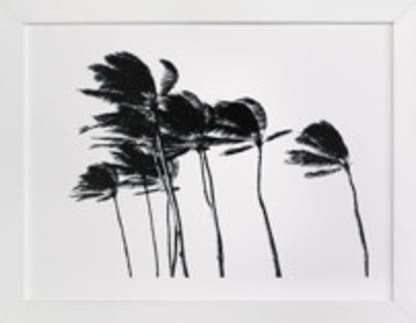 Palm Trees in the Wind