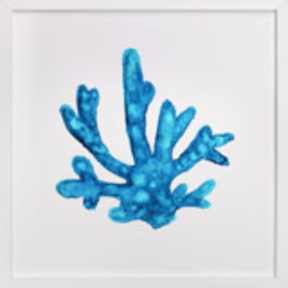 Blue Caribbean Coral