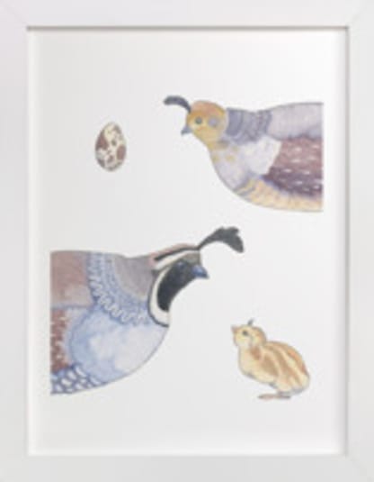 The Quail Family
