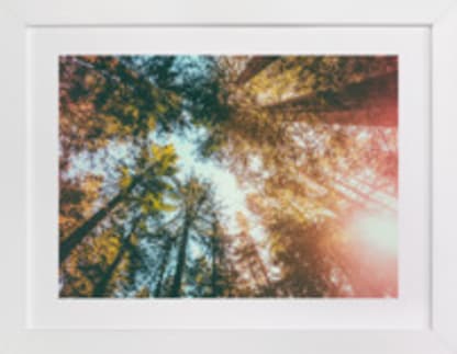 Redwoods Surround Me