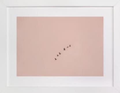 Birds in Flight