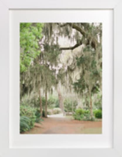 Spanish Moss