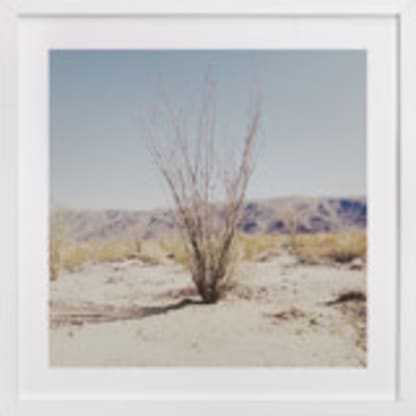 Ocotillo