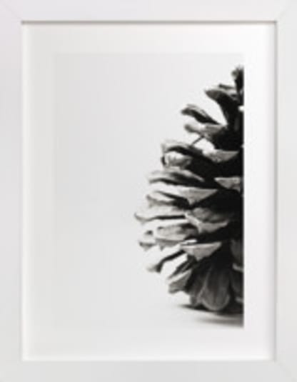 Pine Cone