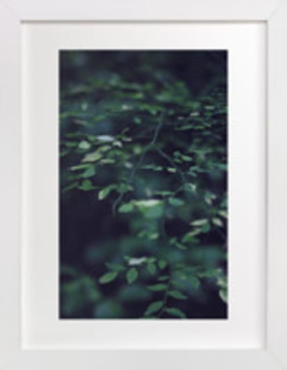 Forest Focus