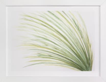 Tall Grass Watercolor