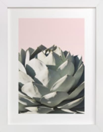 Pink Agave