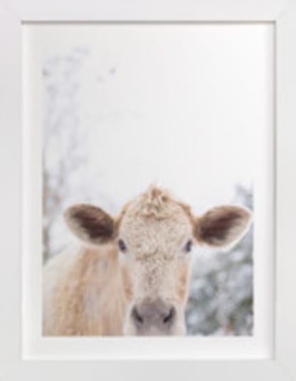 moo cow