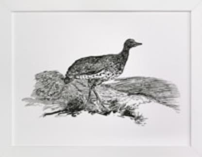 Bewick's Little Bustard