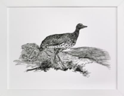 Bewick's Little Bustard