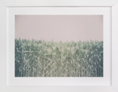 Corn Field