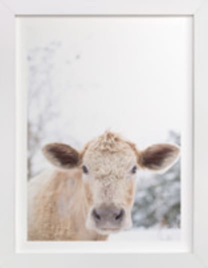 moo cow