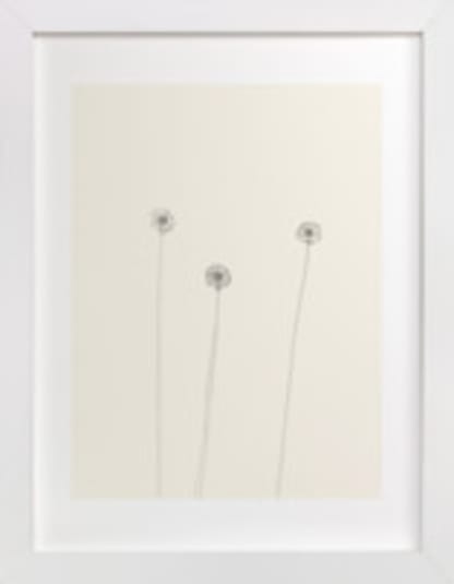 Dandelions
