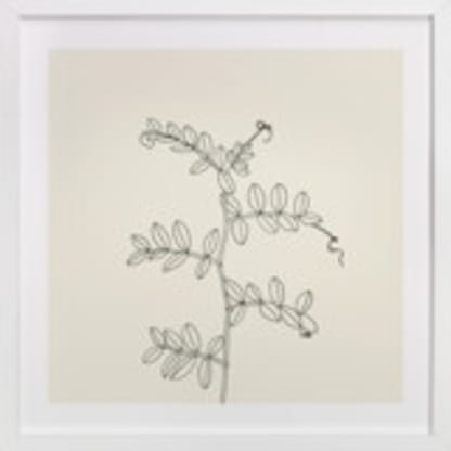 Wild Pea