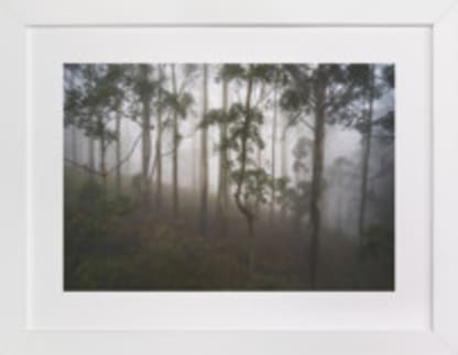 Trees in the Mist