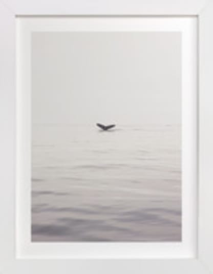 A Humpback Tale