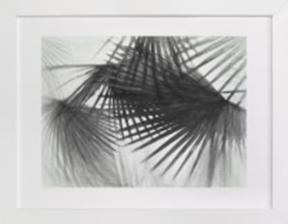 Ghost Palms
