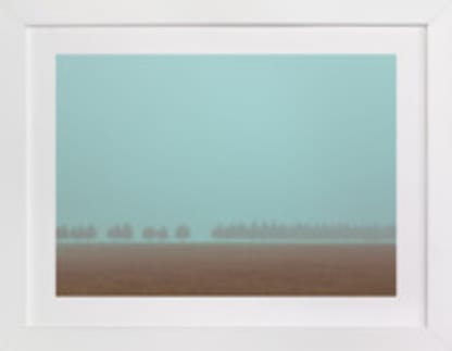 Shrouded Trees